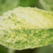 Hydrangea paniculata `Shikoku Flash` aed-hortensia (3)