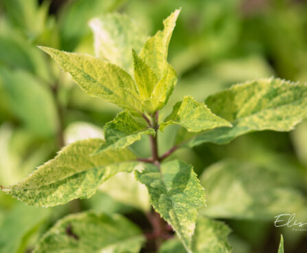 Hydrangea paniculata `Shikoku Flash` aed-hortensia (4)