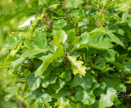 Quercus palustris `Green Dwarf` sootamm (1)