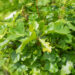 Quercus palustris `Green Dwarf` sootamm (1)