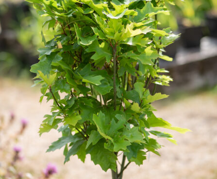 Quercus palustris `Green Dwarf` sootamm (2)