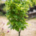 Quercus palustris `Green Dwarf` sootamm (2)