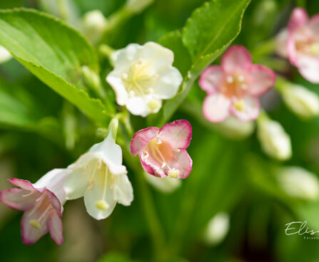 Weigela `Marjorie` veigela