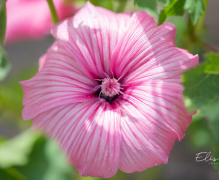 Lavatera x clementii `Candy Floss` rõngaslill