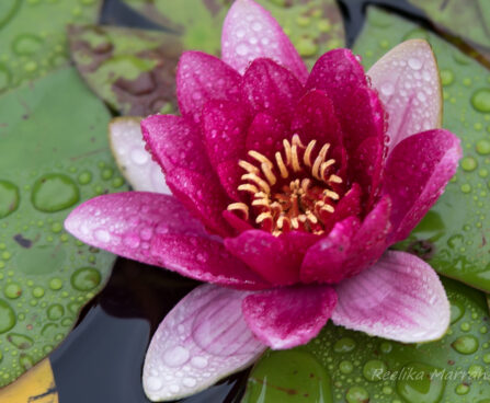452_6717_Nymphaea_Attraction__2.JPG