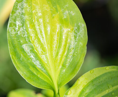 Hosta `Adorable` (1)