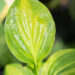 Hosta `Adorable` (1)