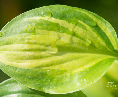 Hosta `Adorable` (2)