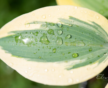 Hosta `Autumn Frost` (1)