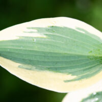 Hosta `Autumn Frost` (2)