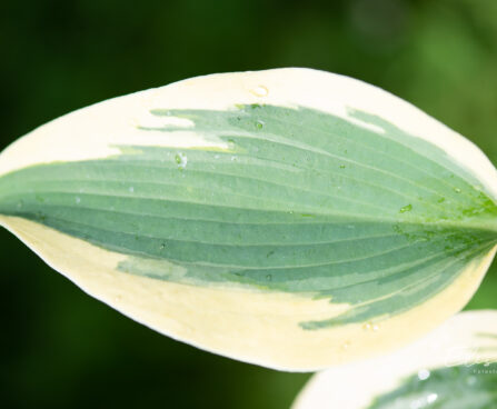 Hosta `Autumn Frost` (2)