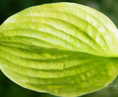 Hosta `Banana Kid`