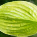 Hosta `Banana Kid`