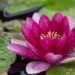 452_6718_Nymphaea_Attraction_.JPG