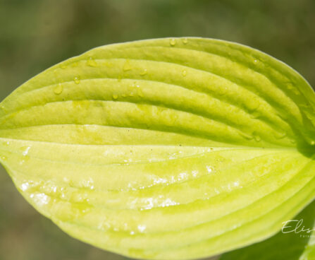 Hosta `Banana Kid`