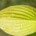 Hosta `Banana Kid`