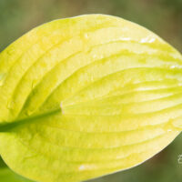 Hosta `Banana Kid`