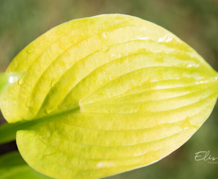 Hosta `Banana Kid`