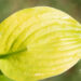 Hosta `Banana Kid`