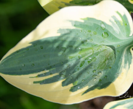 Hosta `Bedazzled` (1)