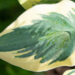 Hosta `Bedazzled` (1)