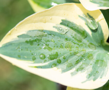 Hosta `Bedazzled` (2)