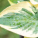 Hosta `Bedazzled` (2)