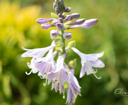 Hosta `Bedazzled` (3)