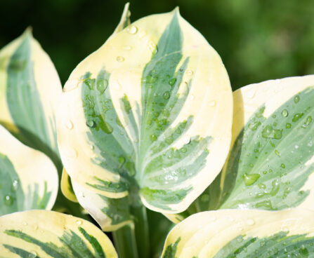 Hosta `Bedazzled` (4)