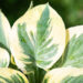 Hosta `Bedazzled` (4)