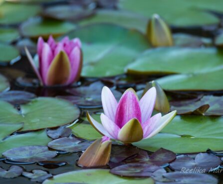 452_6792_Nymphaea_Attraction_.JPG