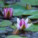 452_6792_Nymphaea_Attraction_.JPG
