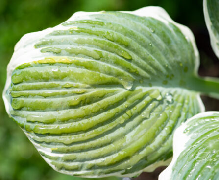 Hosta `Barbara Ann` (1)