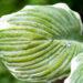 Hosta `Barbara Ann` (1)