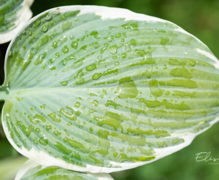 Hosta `Barbara Ann` (2)