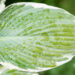 Hosta `Barbara Ann` (2)