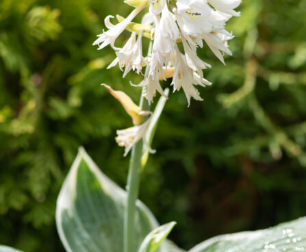 Hosta `Barbara Ann` (3)