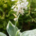 Hosta `Barbara Ann` (3)