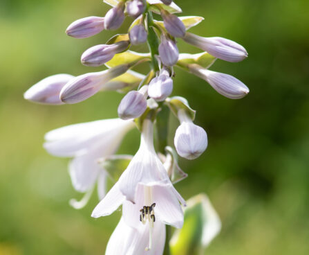 Hosta `Broadband` (1)