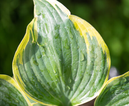 Hosta `Broadband` (2)