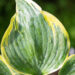 Hosta `Broadband` (2)