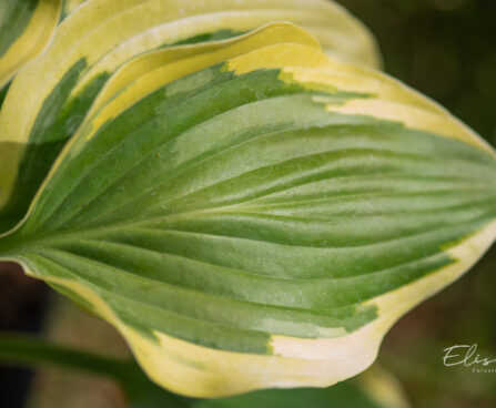 Hosta `Broadband` (3)