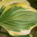 Hosta `Broadband` (3)