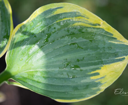 Hosta `Broadband` (4)