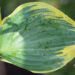 Hosta `Broadband` (4)