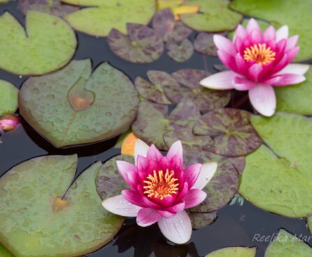 452_7468_Nymphaea_Attraction_.JPG