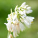 Hosta `George Smith` (2)