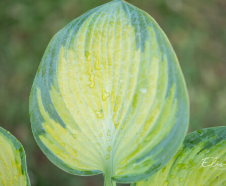 Hosta `George Smith` (3)