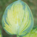 Hosta `George Smith` (3)