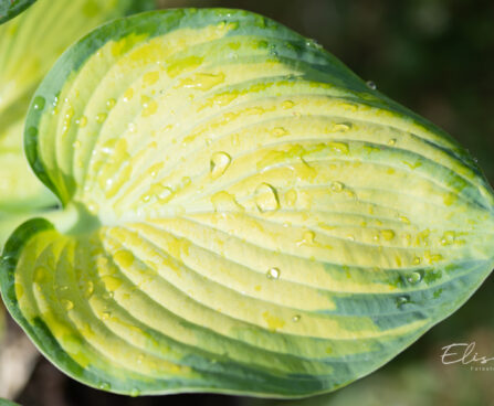 Hosta `George Smith` (4)